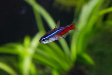 Neon innesa aquarium fish on a background of green plantsの写真素材