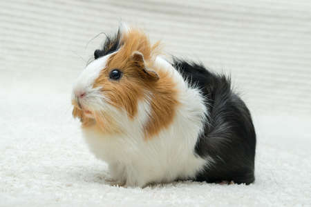 Guinea pig rosette, young guinea pig close-up view on a light background.の写真素材