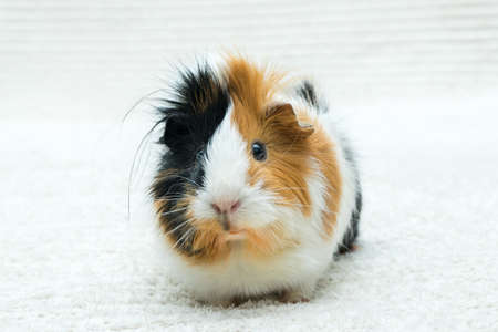 Guinea pig rosette, young guinea pig close-up view on a light background.の写真素材