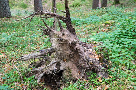 Old tree pot overgrown with moss in the forestの写真素材