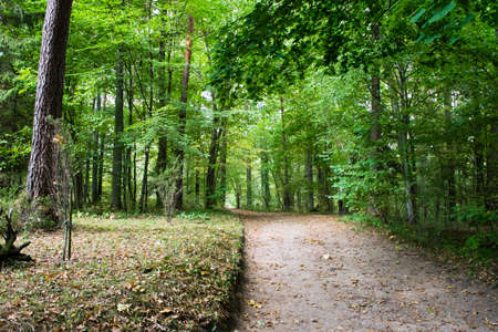 View of a beautiful autumn forest