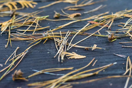 Dark wooden table with scattered dry pine needles, wooden backgroundの写真素材