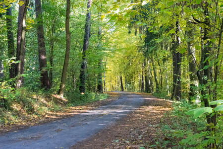 View of the road in the autumn forest