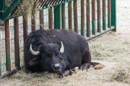 The black buffalo lies in the zoo yard