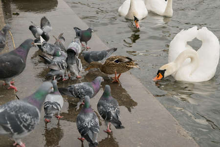 White swans, pigeons on the lake on a rainy dayの写真素材