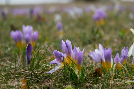 Crocus flowers in a spring glade, purple, white.の写真素材