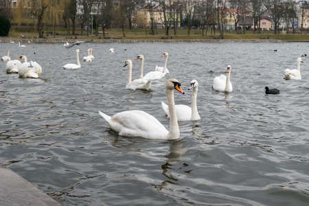 White swans on the lake on a rainy dayの写真素材