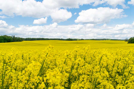 View of a field of yellow rapeseed against a blue sky with white cloudsの写真素材