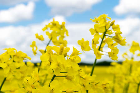 View of a field of yellow rapeseed against a blue sky with white cloudsの写真素材