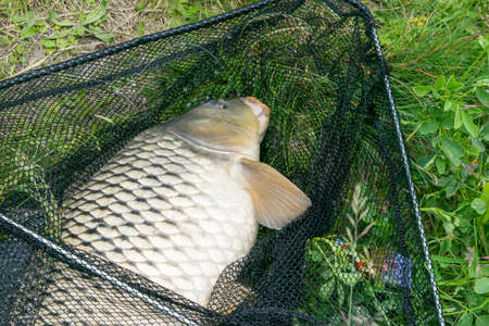 View of a caught carp lying in a landing net on the grassの写真素材