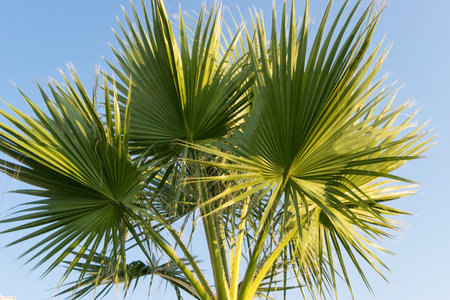 View of a green palm tree against the blue skyの写真素材