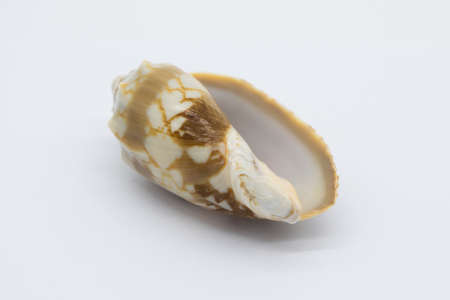 Close-up view of a sea shell on a white background.