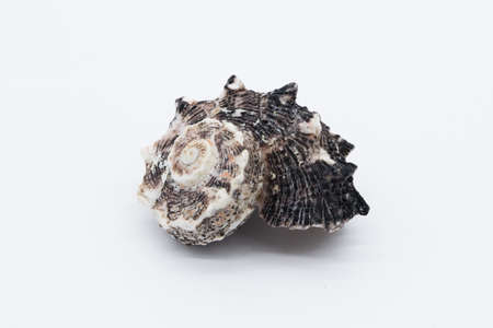Close-up view of a sea shell on a white background.