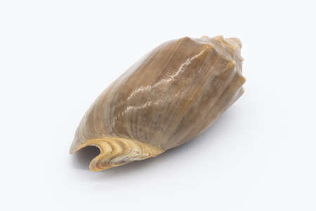 Close-up view of a sea shell on a white background.