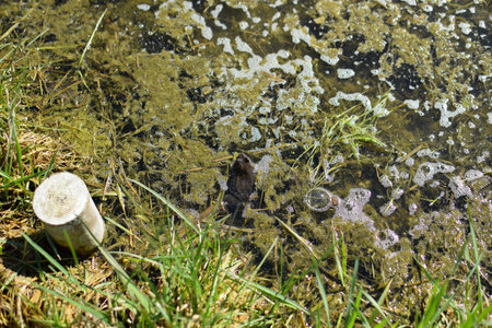 Common frog swimming in a forest pond. Close up shot, top view, sunny day, no people.
