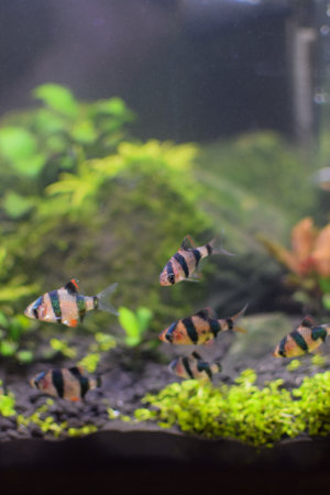 Sumatran barb in the aquarium, close-up view of the fish.の写真素材