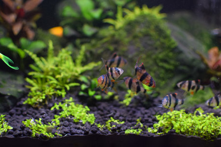 Sumatran barb in the aquarium, close-up view of the fish.の写真素材