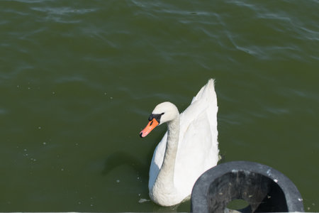White swan. A close-up view of a white adult swan on the waterの写真素材