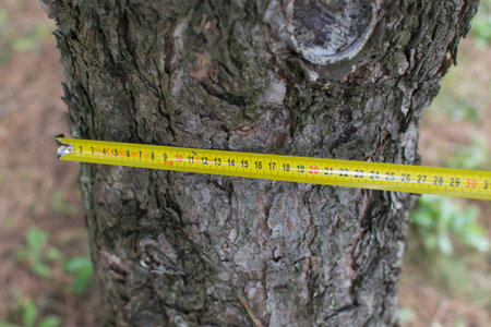 Measuring trees, a tree measured with a ruler.