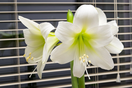 Amaryllis. White amaryllis flower in a pot on the windowsill.の写真素材