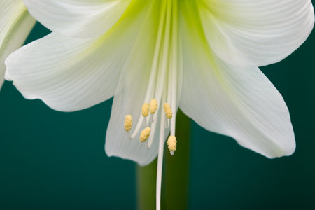 Amaryllis. White amaryllis flower close-up.の写真素材