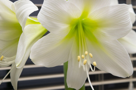 Amaryllis. White amaryllis flower in a pot on the windowsill.の写真素材