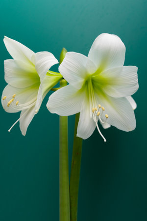 Amaryllis. White amaryllis flower close-up.の写真素材