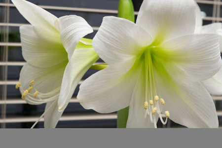 Amaryllis. White amaryllis flower in a pot on the windowsill.の写真素材