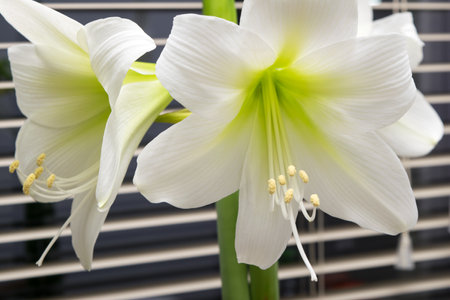 Amaryllis. White amaryllis flower in a pot on the windowsill.の写真素材