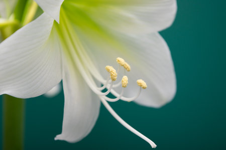 Amaryllis. White amaryllis flower close-up.の写真素材