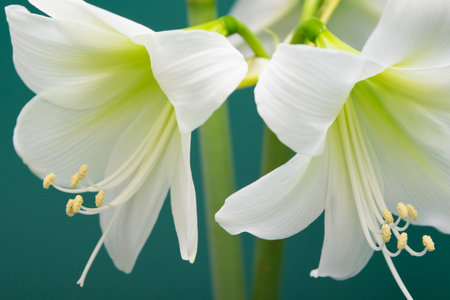 Amaryllis. White amaryllis flower close-up.の写真素材