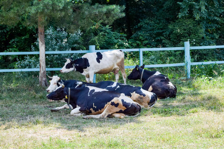 Holstein dairy cow resting on grassの写真素材