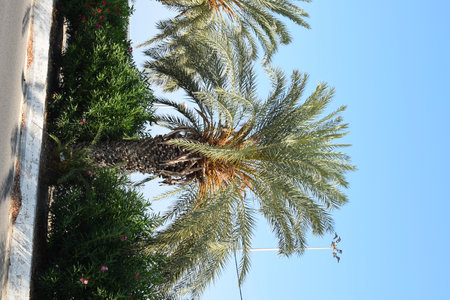Tropical palm tree against the skyの写真素材