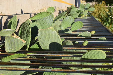 Close-up of cacti next to the sidewalkの写真素材