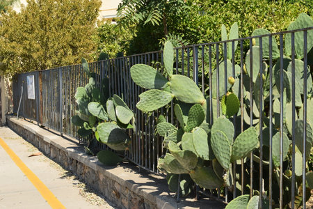 Close-up of cacti next to the sidewalkの写真素材
