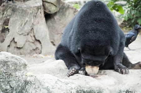 Black Bearの写真素材