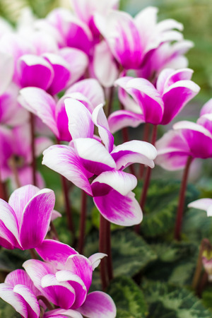 Pink Flowers House Plantの写真素材