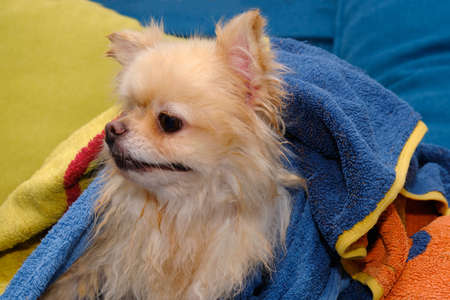 Pomeranian wrapped in a towel is dried after washing.の写真素材