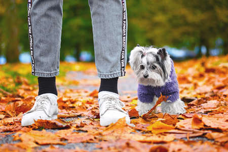 Funny beaver Yorkshire Terrier stands in the foliage in the Park at the feet of a girl. Animal in a sweater, on the street in the square. Autumn mood.の写真素材