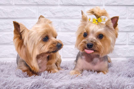 Two Yorkshire Terriers lie on a fluffy rug. Dogs admire each other's fur after visiting a pet store.の写真素材