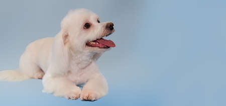 Maltese lapdog lies after the procedures in the grooming room. A dogs head with its mouth slightly open.の写真素材