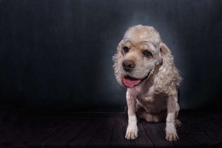 Portrait of an American Cocker Spaniel after grooming procedures. a black background.の写真素材