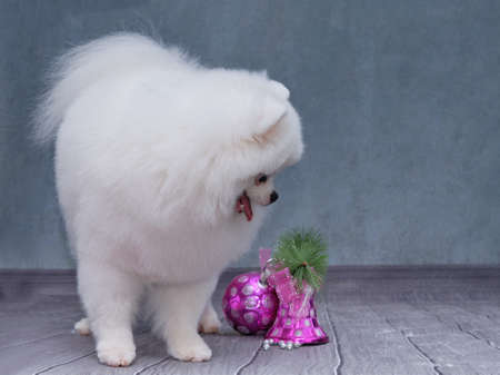 The Pomeranian is beautifully cut by a professional groomer.の写真素材