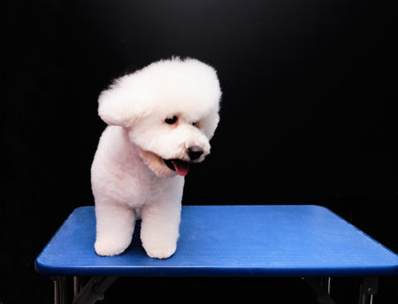 Purebred Bichon Frieze on the grooming table after a haircut for the breed.の写真素材