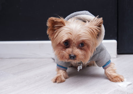a Yorkshire Terrier in clothes looks at the groomer with great disbelief.の写真素材