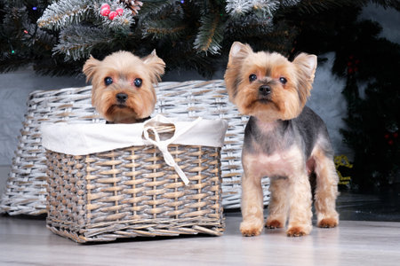 two Yorkshire Terriers under the tree after grooming procedures at a home groomer.の写真素材
