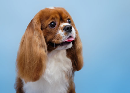 Portrait of a Cavalier king Charles Spaniel in close-up isolated on a blue background.