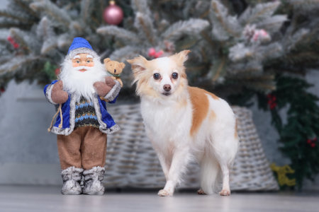 Half-breed dog in front of the Christmas tree.の写真素材