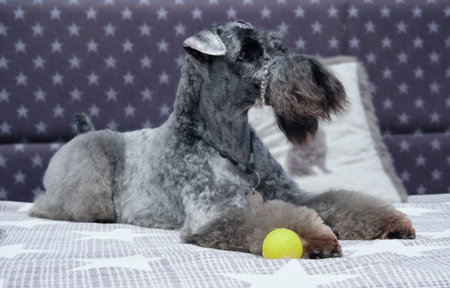 Kerry Blue terrier lies on the bed close-up. Show the dog after grooming procedures.の写真素材