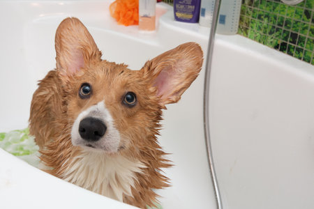 Portrait of a Pembroke Welsh corgi dog in the bathroom looking at the camera.の写真素材